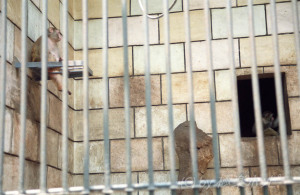 お猿さん＠重慶動物園