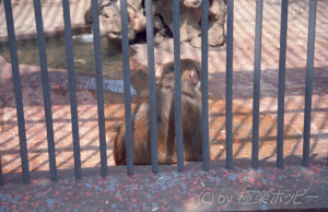 お猿さん＠重慶動物園